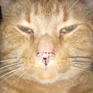 Meet your Posher, Shannon